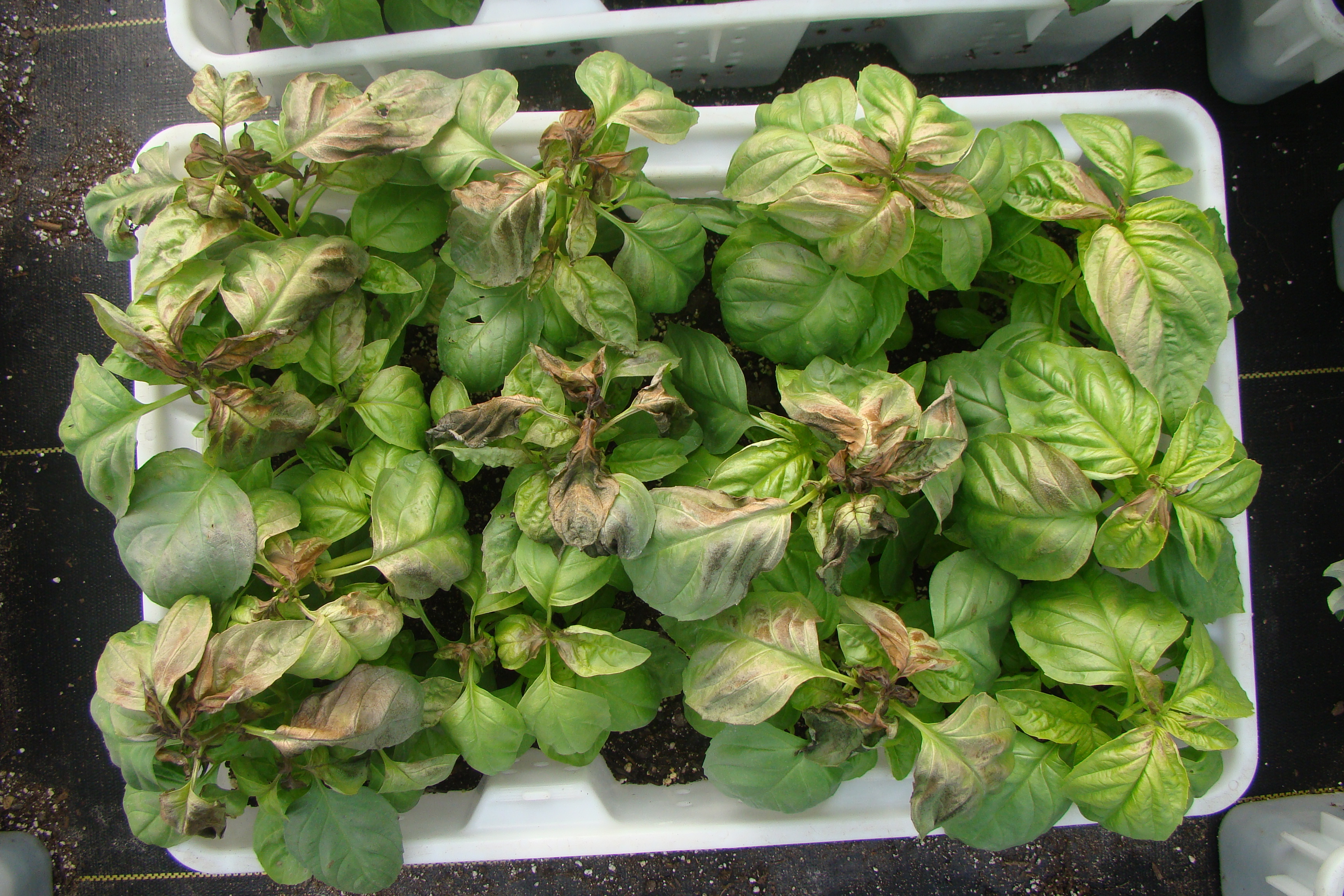 Basil crop with chilling injury